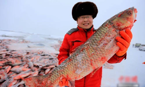 Hình ảnh bắt cá khủng giữa hồ đóng băng kiếm bộn tiền