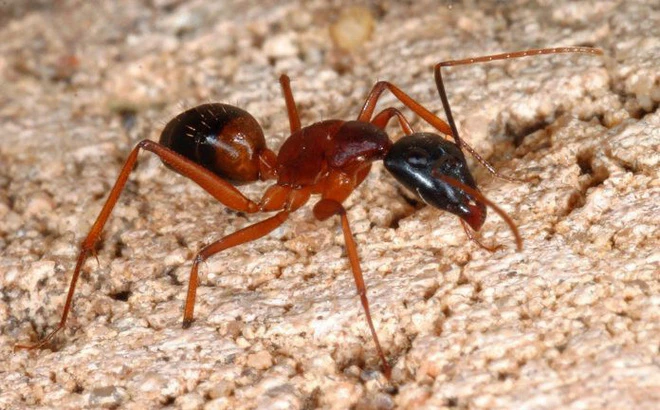 Mẹo tiêu diệt kiến trong phòng an toàn, không cần dùng thuốc