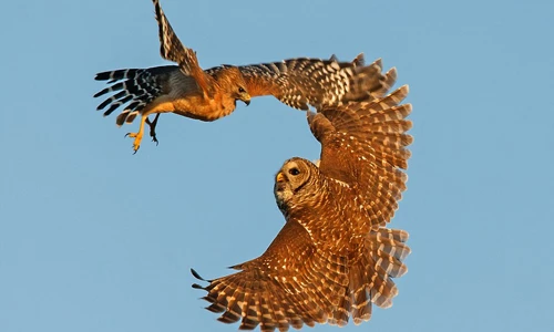 Cuộc chiến giành thức ăn giữa cú mèo và diều hâu đói