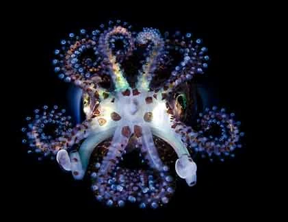 Cận cảnh quái vật lột xác trở thành... người đẹp