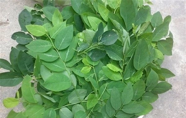 Tự làm các loại mặt nạ rau xanh giải nhiệt cho làn da mùa hè