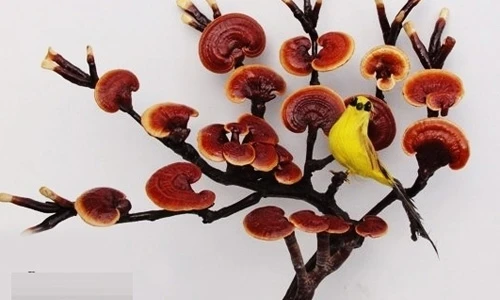 Ngắm bonsai nấm linh chi siêu đắt đỏ