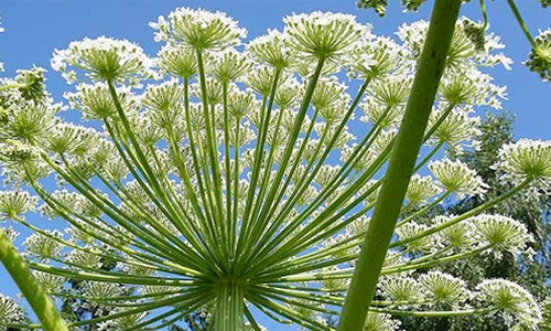 Điểm mặt những loài cây khiến kẻ trộm khiếp vía