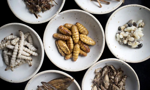 Ăn sâu tre, dế mèn ở nhà hàng hạng sang của Thái Lan 