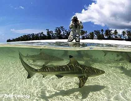 Ảnh độc về “thủy tính” của động vật