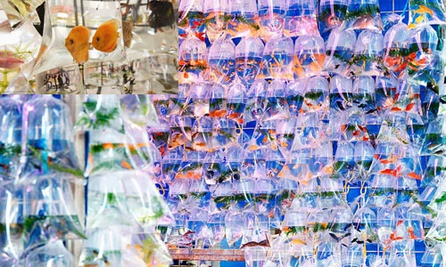 Cửa hàng cá cảnh trưng bày cực độc, làm mê mẩn khách