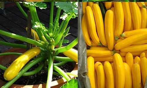 Giống bí ngòi vàng hình dưa chuột gây sốt