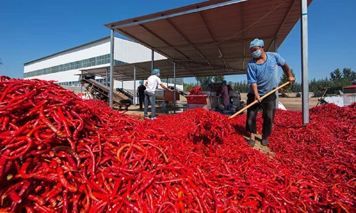 Mãn nhãn hình ảnh những mùa vụ bội thu, kiếm bạc tỷ