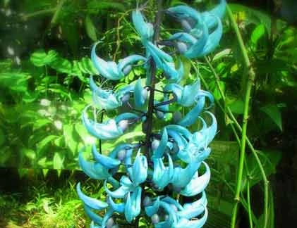  Những “kỳ hoa dị thảo” quái lạ nhất thế giới (3)