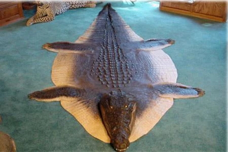 Đã mắt xem trang trí nhà với thảm trải sàn cực độc