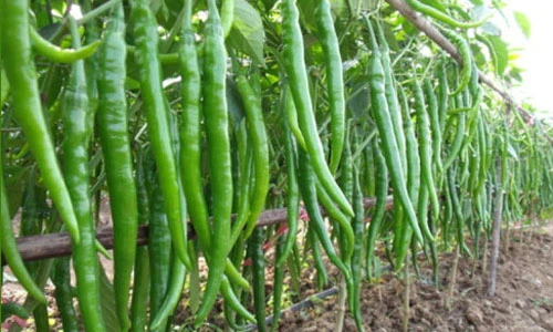 Hình ảnh ớt lạ siêu dài “đẻ” ra tiền