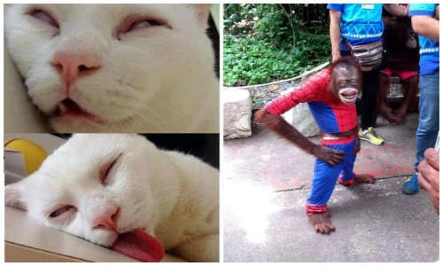 Đố bạn nhịn được cười trước hành động của động vật