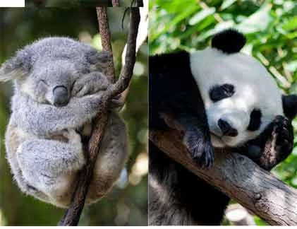 Động vật "vào cõi mộng" trong tư thế khó đỡ