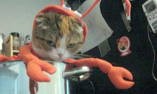 Khi mèo "dị ứng" với trang phục Halloween