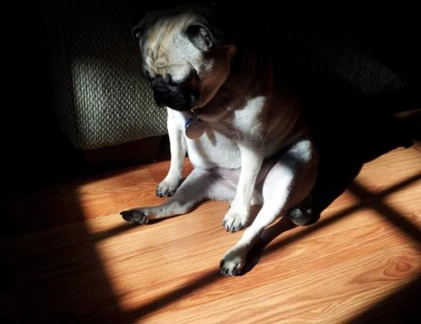 Muôn kiểu tư thế tắm nắng của động vật