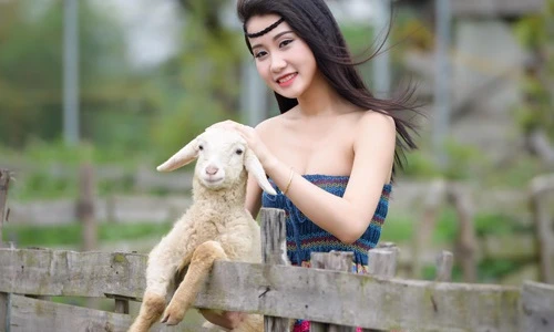 Có một đồng cừu đẹp như mơ ngay ngoại thành Hà Nội