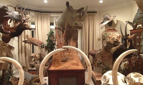 Đầu thú treo tường gây sốc trong nhà đại gia (2)