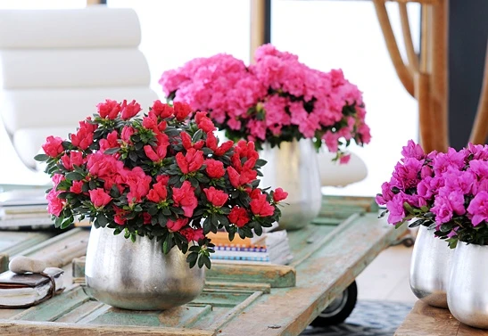 Gợi ý chọn hoa chơi Tết vừa đẹp vừa tốt cho sức khỏe