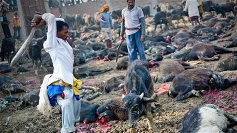 Rùng mình clip sát hại hơn 5.000 con trâu để tế thần