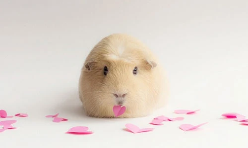 “Tiểu thư” chuột lang cực đáng yêu làm đảo điên dân mạng