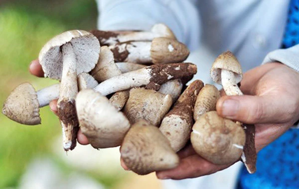 Các món ngon từ loại nấm mối giá cả triệu đồng