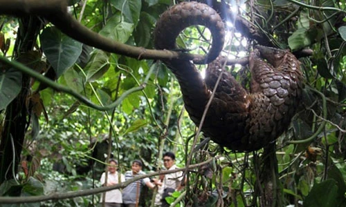 12 phát hiện về loài động vật bị săn lùng nhiều nhất