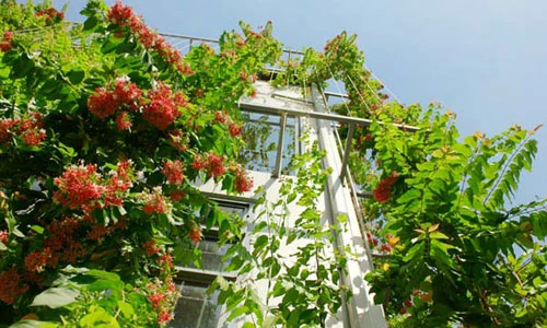 Công ty Việt bắt mắt với cây xanh phủ kín