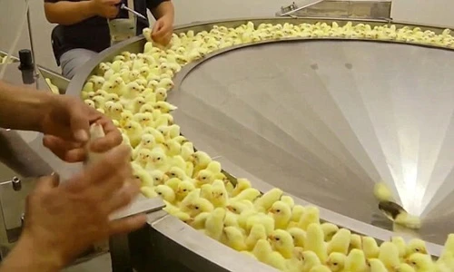 Kinh hoàng hình ảnh sốc nặng trong nhà máy ấp gà con