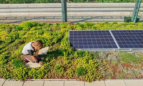 Mát mắt trường học trồng rau xanh trên mái