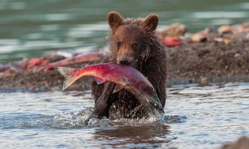 Màn săn cá hồi ngoạn mục của những chú gấu xám