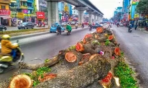 Loạt ảnh đau lòng vụ chặt 6700 cây xanh ở Hà Nội