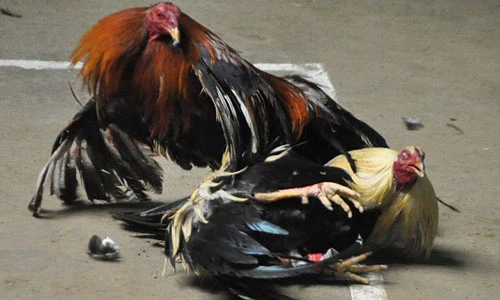 Những màn chọi gà một mất một còn ở Mexico