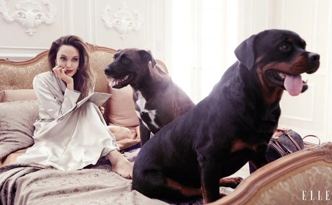 Angelina Jolie 44 tuổi đẹp rạng ngời với thần thái mê hoặc