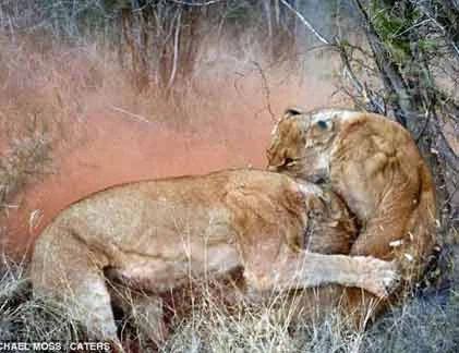 Sư tử giao chiến “điên cuồng” để bảo vệ con