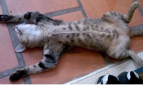 Tư thế ngủ siêu dễ thương của động vật (3)