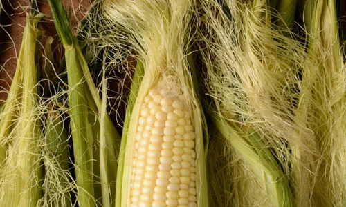 Đừng vứt râu ngô vì những lợi ích bất ngờ sau