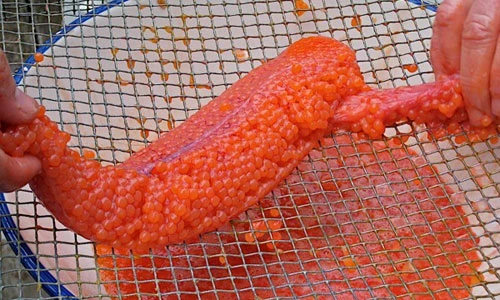 Xem quy trình chế biến trứng cá hồi đắt đỏ