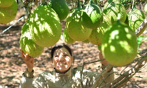 Làm giàu bất ngờ với vườn gấc trên núi đá ong