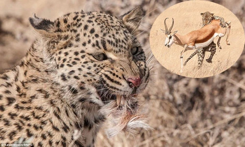 Vồ hụt linh dương, báo đốm mồm ngậm đầy lông