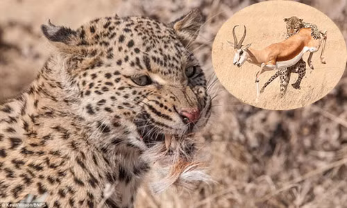 Vồ hụt linh dương, báo đốm mồm ngậm đầy lông