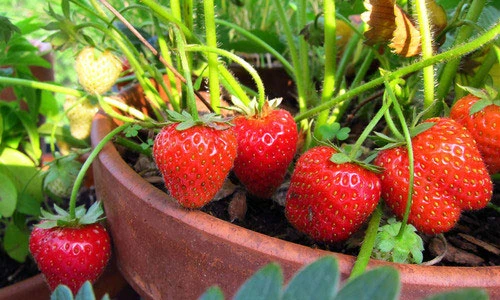 Những bonsai cực độc trang trí nhà đẹp Việt