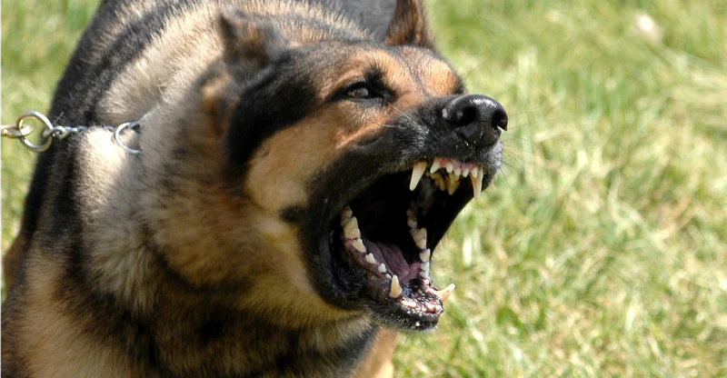 Kinh hoàng những vụ trẻ em bị chó nhà tấn công, thương tích nặng nề