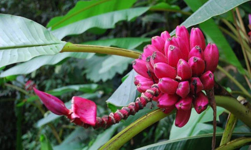 Mê mẩn loại chuối hồng bắt mắt vừa làm cảnh vừa ăn