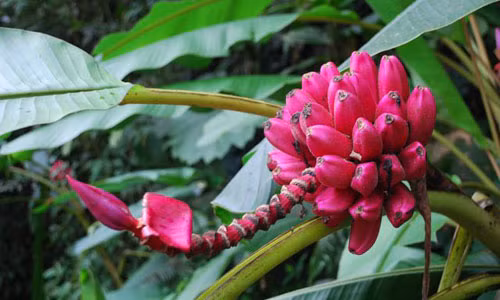 Mê mẩn loại chuối hồng bắt mắt vừa làm cảnh vừa ăn