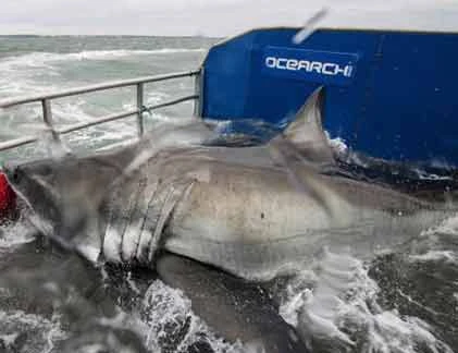 Những thủy quái khủng bị con người chinh phục (13)