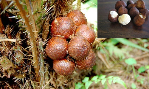 Hình ảnh loại quả da rắn kỳ lạ