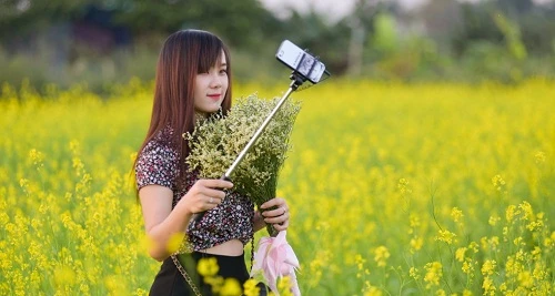 Cánh đồng hoa cải vàng rực bên sông Hồng hút giới trẻ