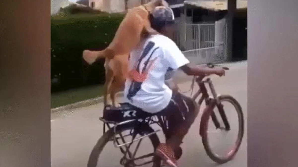 Video: Lần đầu tiên “người anh em” được đi dạo phố