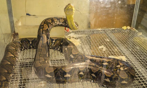 Tham quan những khu chợ bán thực phẩm siêu kinh dị