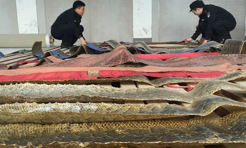 Choáng váng hình ảnh 25.000 tấm da trăn giá nghìn tỷ